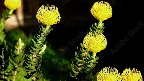 Distinctive vibrant yellow flowers of protea pincushion Leucospermum cordifolium photo