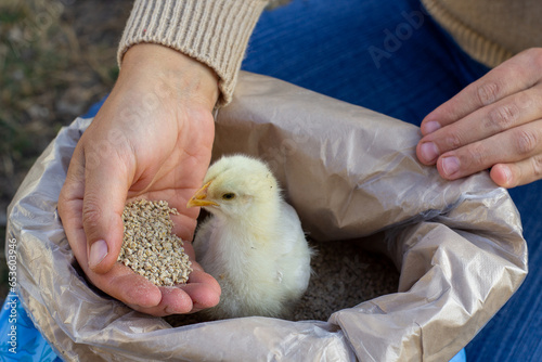 feeding a young chicken with compound feed
