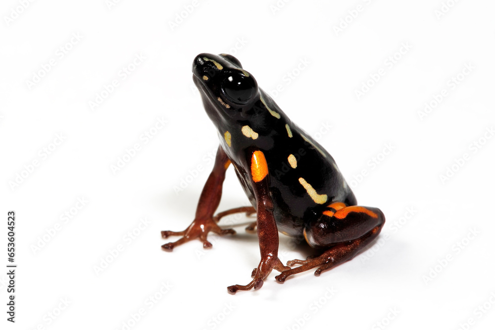 Obraz premium Brazil-nut poison frog // Brasilianischer Pfeilgiftfrosch (Adelphobates castaneoticus) - Pará, Brazil