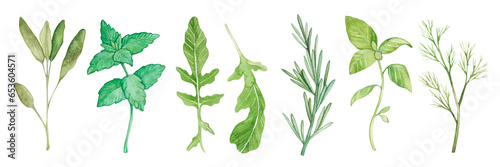 Set of watercolor sprigs of seasoning plant. Spices for food. Botanical illustration. Hand drawn. Sage, mint, arugula, rosemary, basil, dill.
