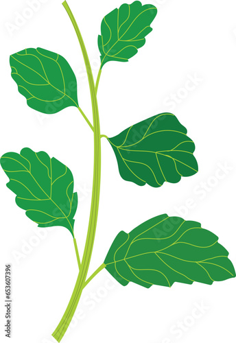 Lemon balm (Melissa officinalis) vector illustration