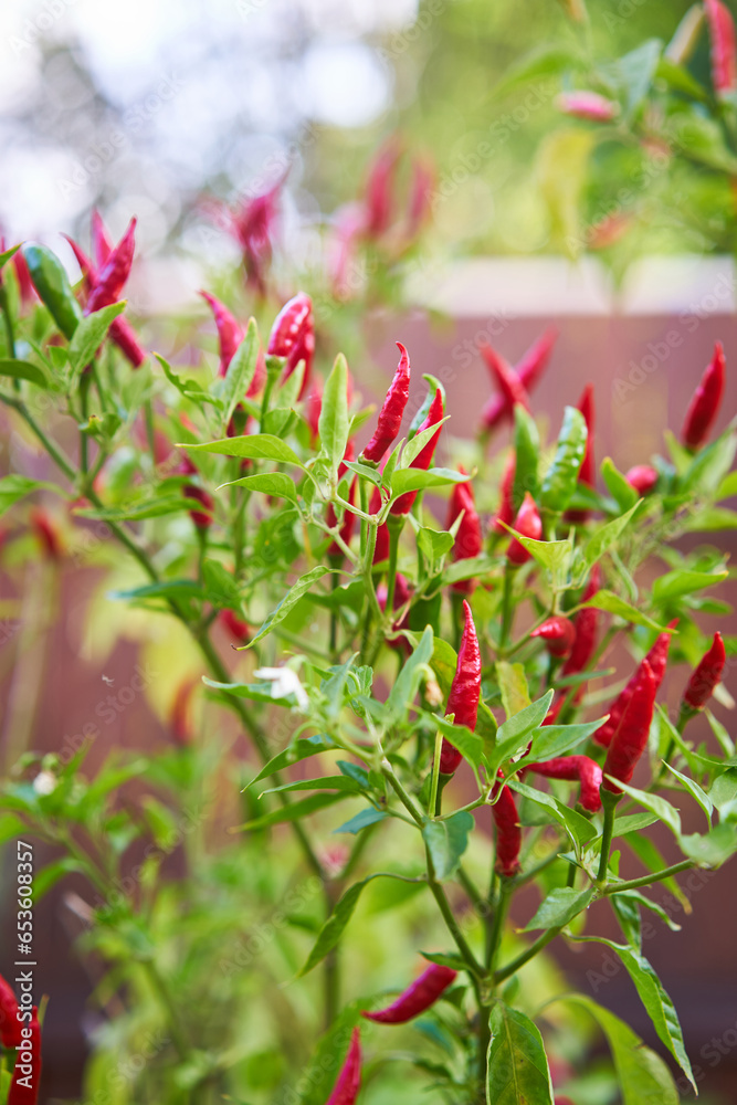 Vertical picture of the piri piri chilli plant with ripened red hot chilly peppers. Typical example of the organic home gardening, peppers will be used after drying like seasoning in the home kitchen.