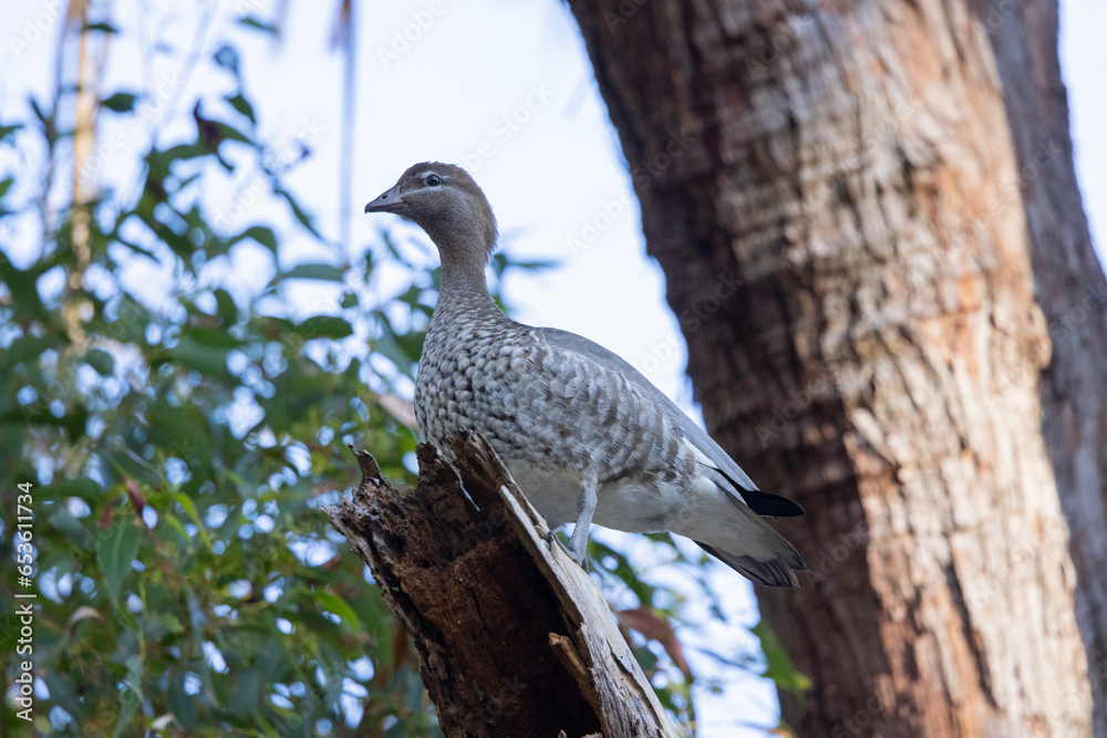 Australian wood duck perched in a tree in it's natural habitat, New South Wales Australian wood duck perched in a tree in it's natural habitat, New South Wales
