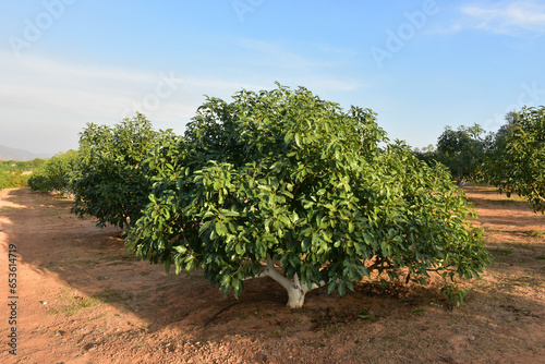 Chaiyaphum Thailand january 21 2023 Cultivation on organic farms of tasty hass avocado trees.