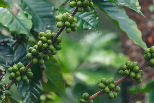 Close up Green seed berries harvest arabica coffee garden. Green coffee bean berry plant fresh raw seed coffee tree growth in eco organic farm. Fresh coffee bean green leaf bush ecology berry plant