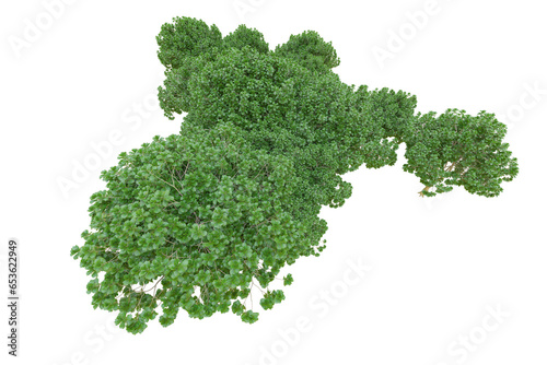 African forest isolated on transparent background. 3d rendering - illustration