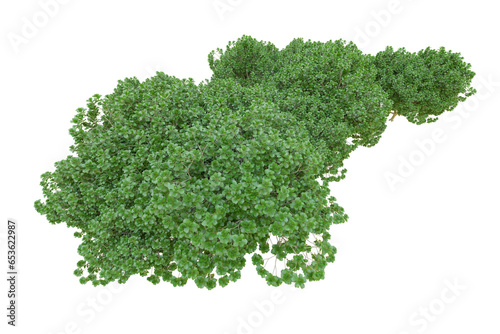African forest isolated on transparent background. 3d rendering - illustration © Cristian
