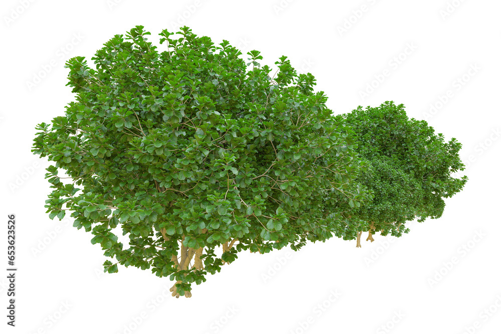 Fototapeta premium Tropical forest isolated on transparent background. 3d rendering - illustration