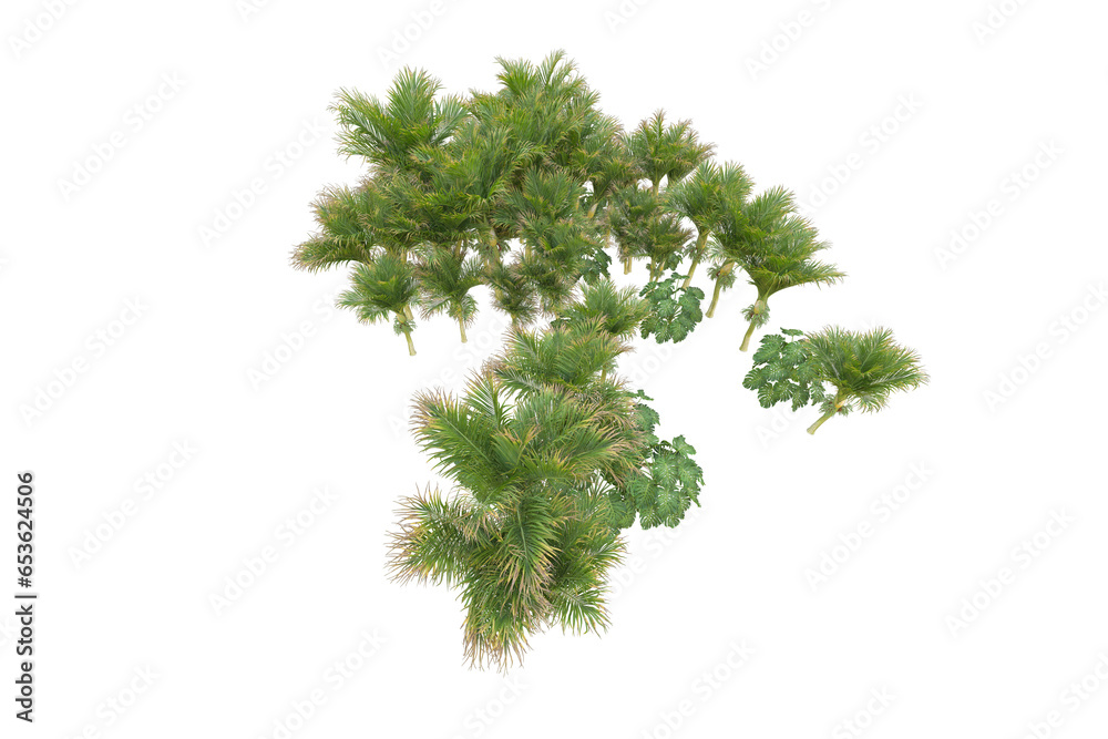 Fototapeta premium Tropical forest isolated on transparent background. 3d rendering - illustration