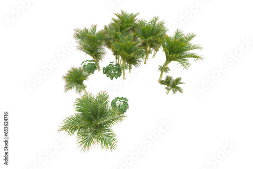 Tropical forest isolated on transparent background. 3d rendering - illustration