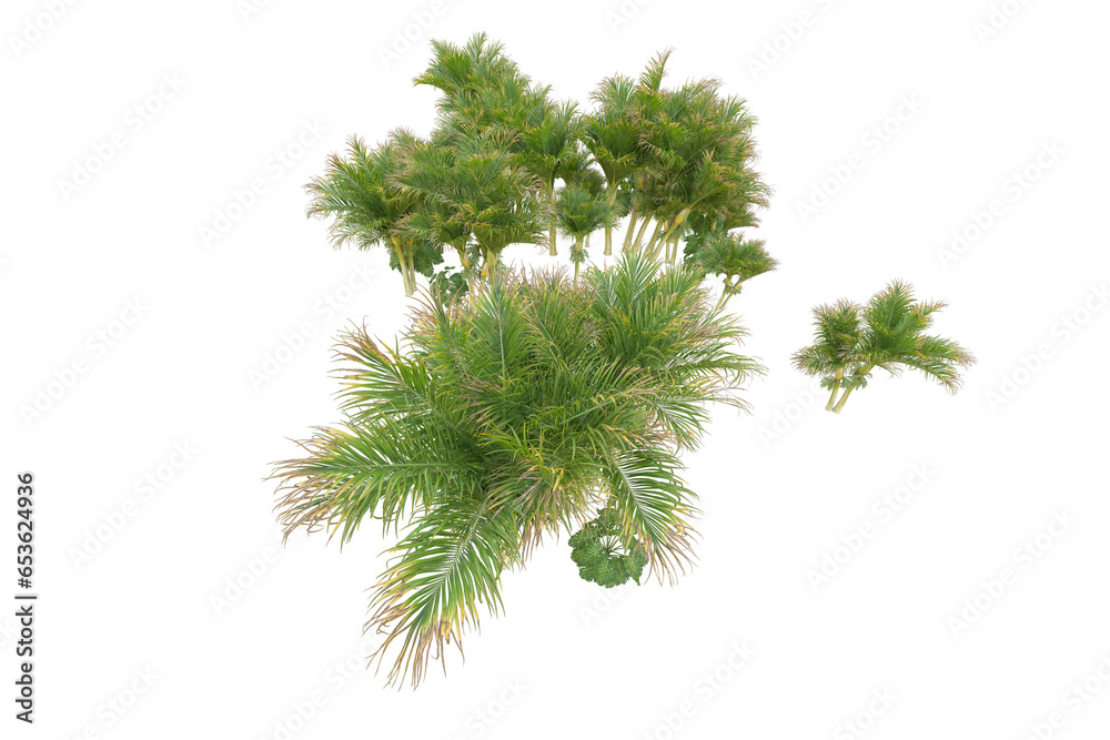 Tropical forest isolated on transparent background. 3d rendering - illustration Tropical forest isolated on transparent background. 3d rendering - illustration