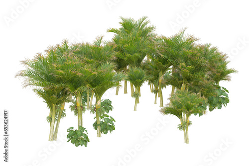 Tropical forest isolated on transparent background. 3d rendering - illustration