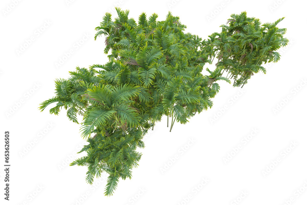 Fototapeta premium Tropical forest isolated on transparent background. 3d rendering - illustration