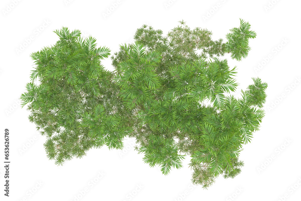Fototapeta premium Tropical forest isolated on transparent background. 3d rendering - illustration