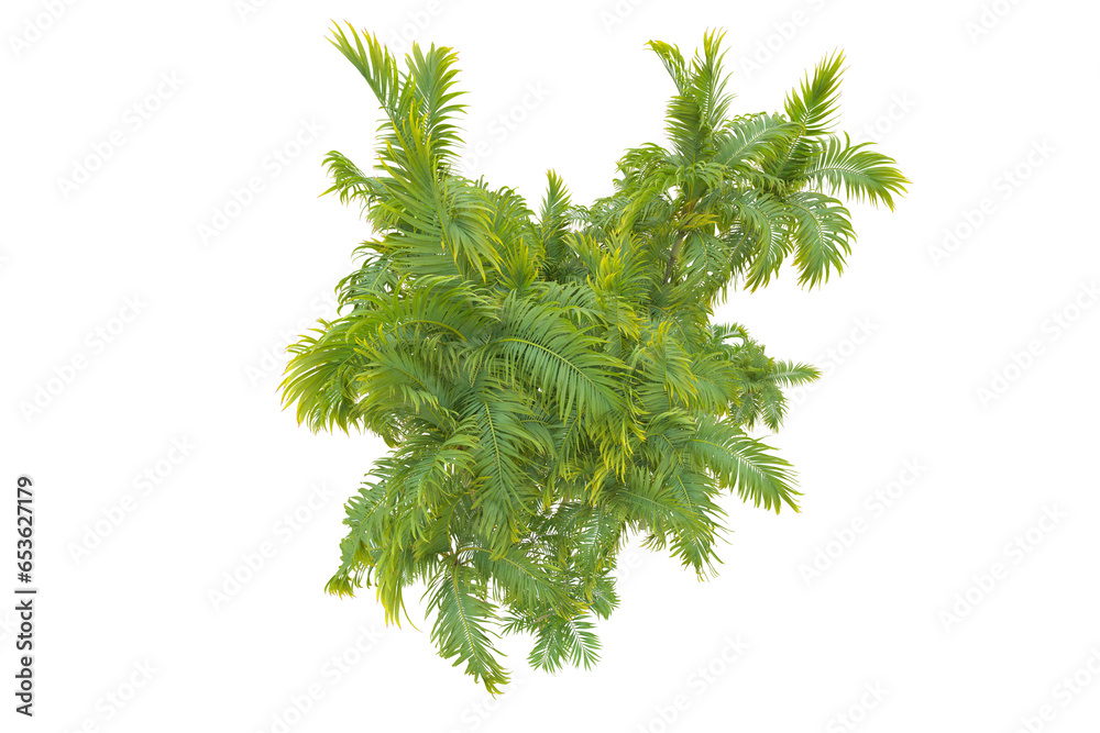 Tropical forest isolated on transparent background. 3d rendering - illustration