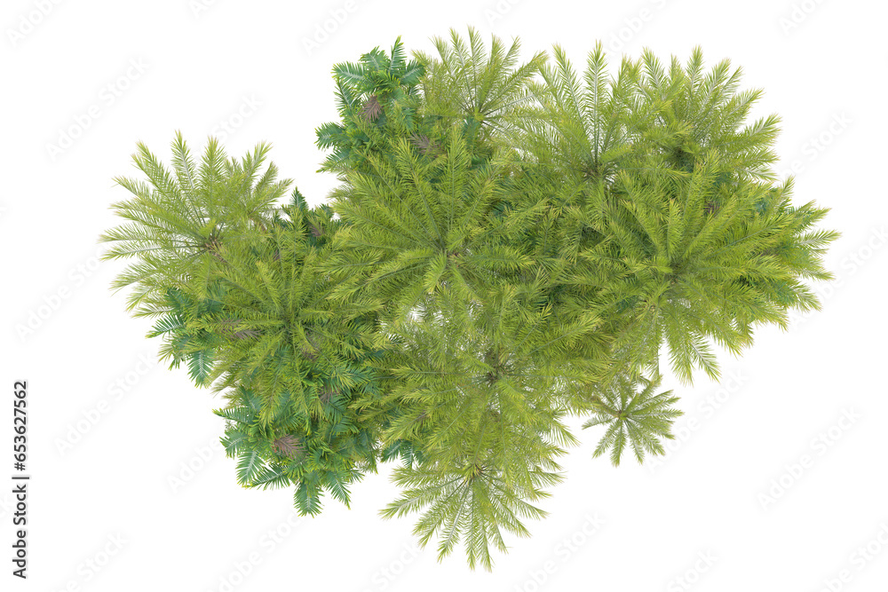 Fototapeta premium Tropical forest isolated on transparent background. 3d rendering - illustration