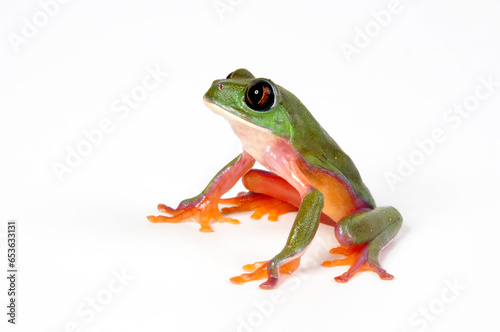 Golden-eyed Tree Frog, Blue-sided leaf frog // Rotaugenlaubfrosch, Orangeaugen-Laubfrosch (Agalychnis annae) - Costa Rica