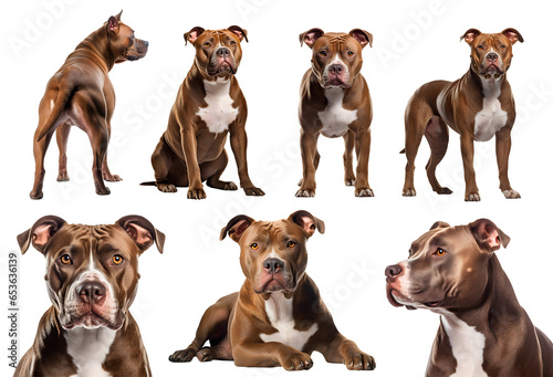 Pitbull dog puppy, many angles and view portrait side back head shot isolated on transparent background cutout, PNG file