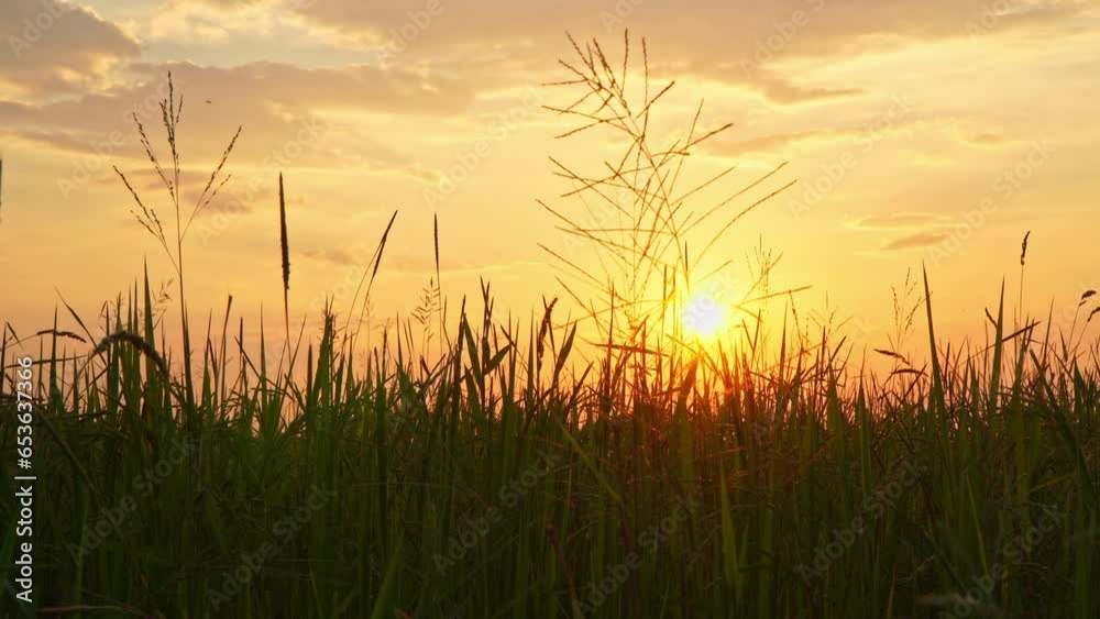 Amazing The golden sky in sunset above the rice shoots..The rice is coming out. It's almost harvest time..Ears of rice in the evening with golden light..Natural beauty in the rice field atmosphere. Amazing The golden sky in sunset above the rice shoots..The rice is coming out. It's almost harvest time..Ears of rice in the evening with golden light..Natural beauty in the rice field atmosphere.