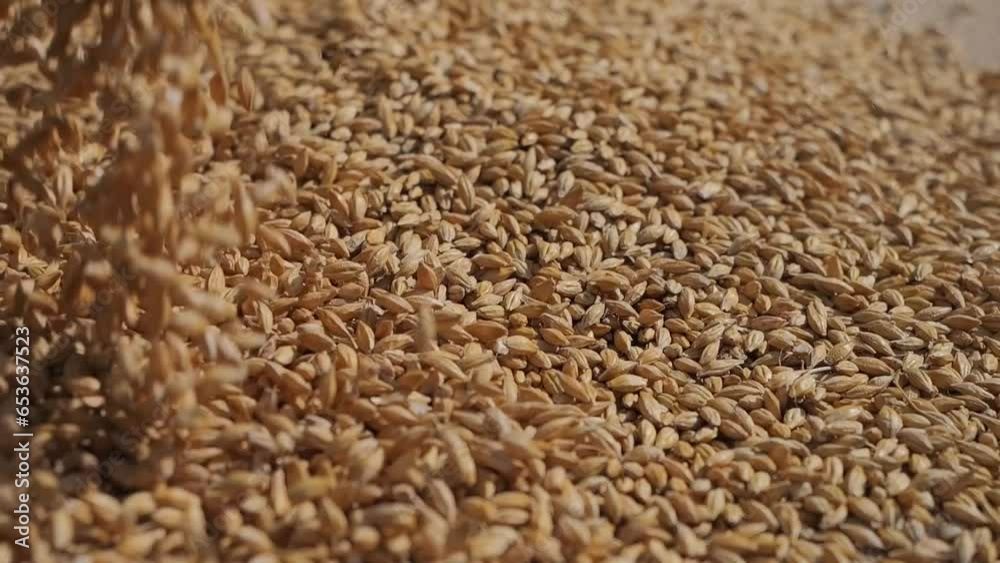 Barley grains are poured onto burlap. Grain harvest. Product for beer production. Barley grains are poured onto burlap. Grain harvest. Product for beer production.