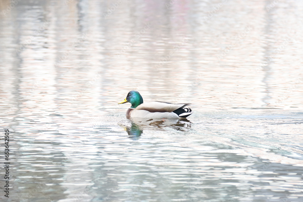 Fototapeta premium mallard duck