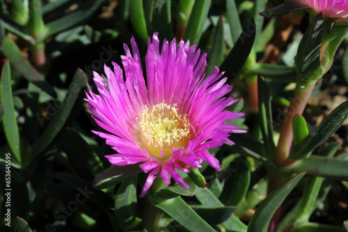 Close up of a pink pigface flower on a carpobrotus glaucescens plant on a beach