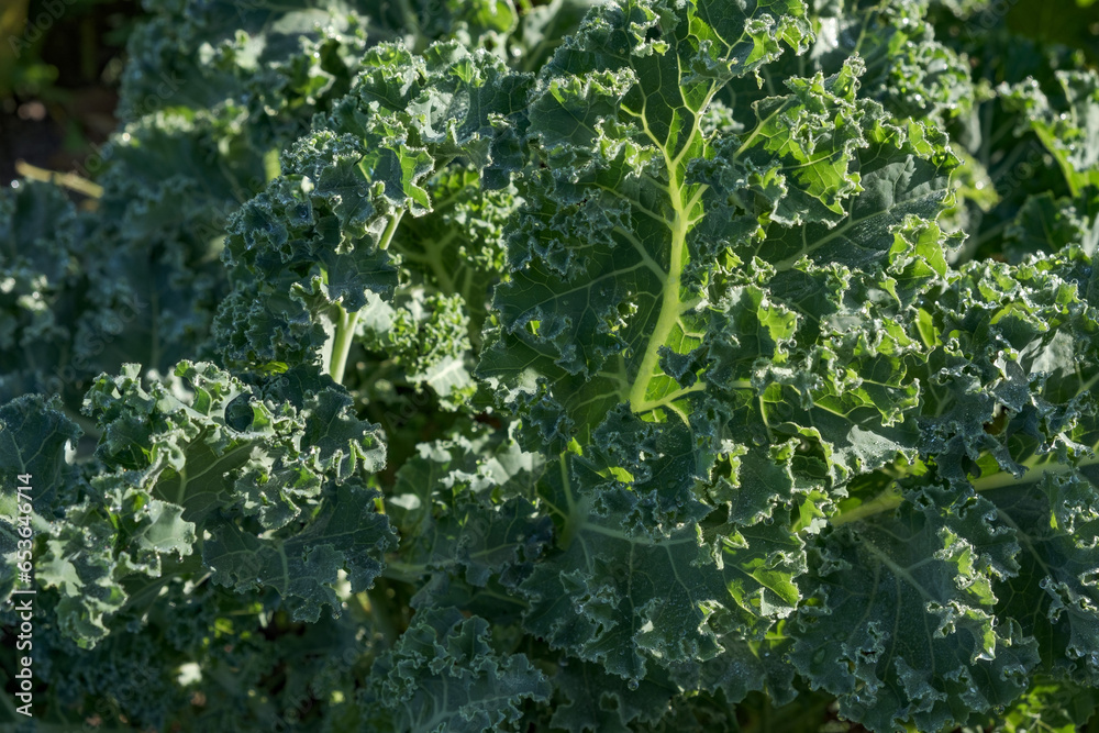 Kale in the garden