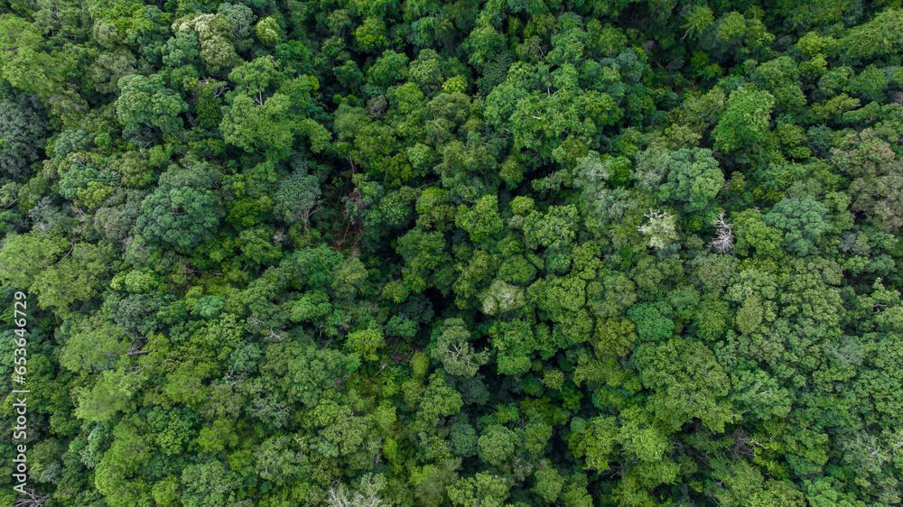 Aerial top view forest green tree, Rainforest ecosystem and healthy environment background, Texture of green tree forest, forest view from above.