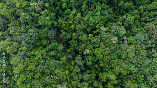Aerial top view forest green tree, Rainforest ecosystem and healthy environment background, Texture of green tree forest, forest view from above. © Kalyakan
