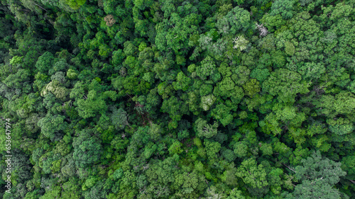 Aerial top view forest green tree, Rainforest ecosystem and healthy environment background, Texture of green tree forest, forest view from above.