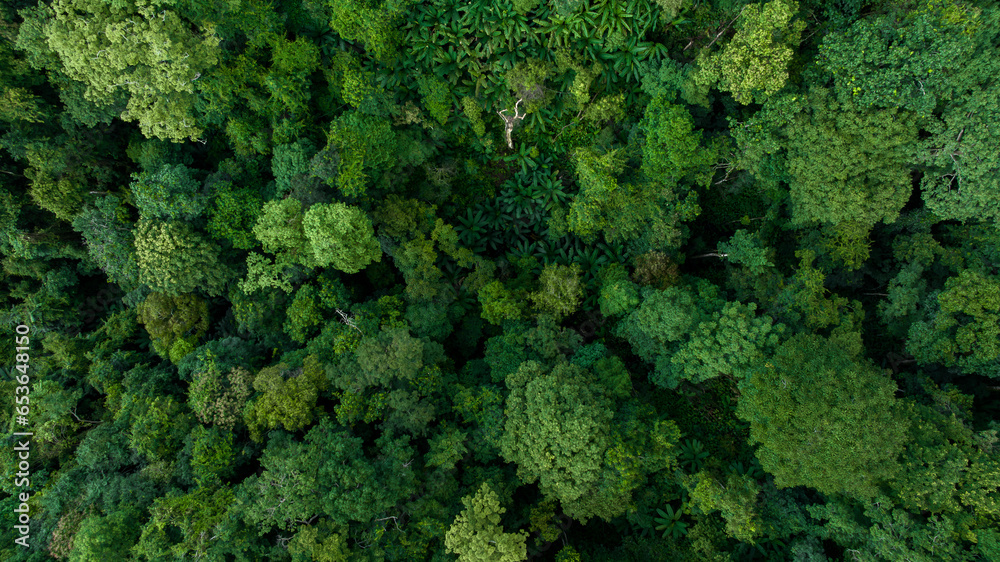 Aerial top view forest green tree, Rainforest ecosystem and healthy environment background, Texture of green tree forest, forest view from above.