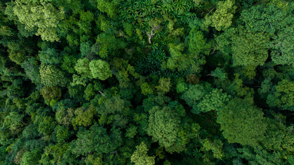Aerial top view forest green tree, Rainforest ecosystem and healthy environment background, Texture of green tree forest, forest view from above.