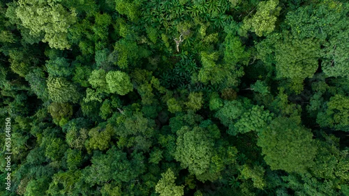 Panel kuchenny z motywem Aerial top view forest green tree, Rainforest ecosystem and healthy environment background, Texture of green tree forest, forest view from above.