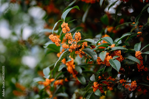 Osmanthus flowers blooming on branches in autumn