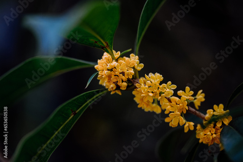 Osmanthus flowers blooming on branches in autumn