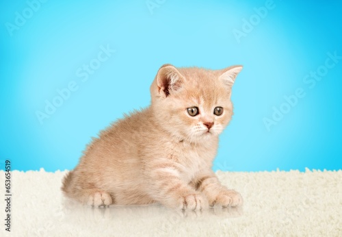 Cute small kitten sitting on the floor