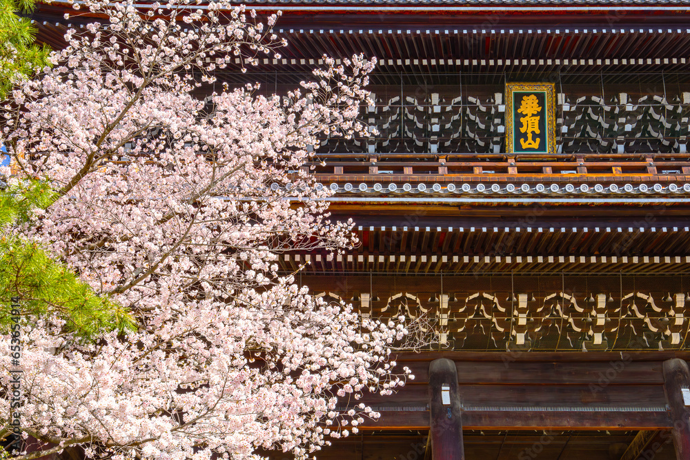 Fototapeta premium Kyoto, Japan - March 28 2023: Beautiful full bloom Cherry Blossom - Sakura in scenic spring time at Chion-in temple