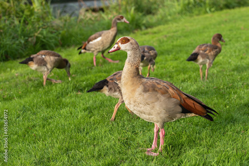 Portrait of an adult Egyptian goose (Alopochen aegyptiaca) against a background of goslings and green vegetation