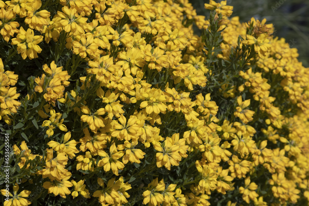 Genêt nain (Genista hispanica) en fleurs Genêt nain (Genista hispanica) en fleurs