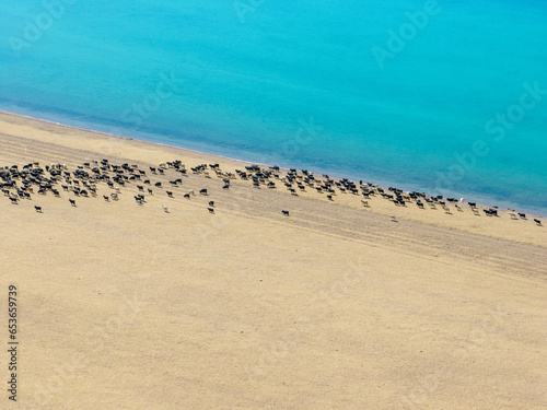 Aerial view of sheep pasture in Tibet,China