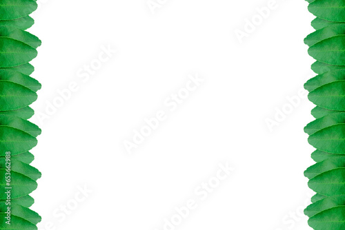 Leaf lemon frame arranged into picture frames, frame Leaf lemon, leaf frame, leaf picture, bright green, natural leaf color, transparent background png file