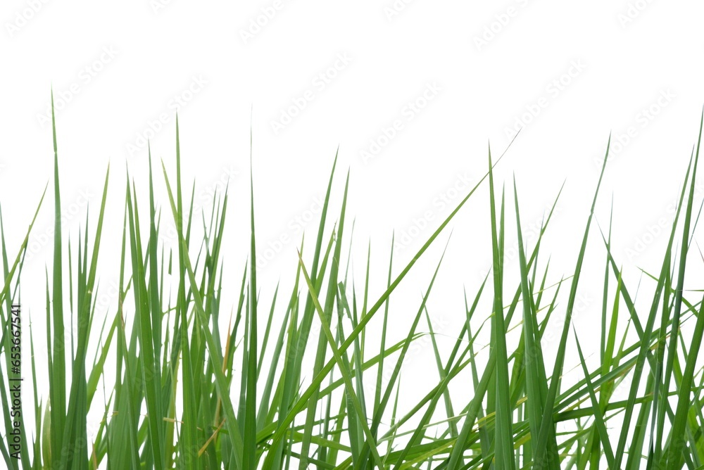 cateIn selective focus rice leaves plant on white isolated background for green foliage backdrop cateIn selective focus rice leaves plant on white isolated background for green foliage backdrop