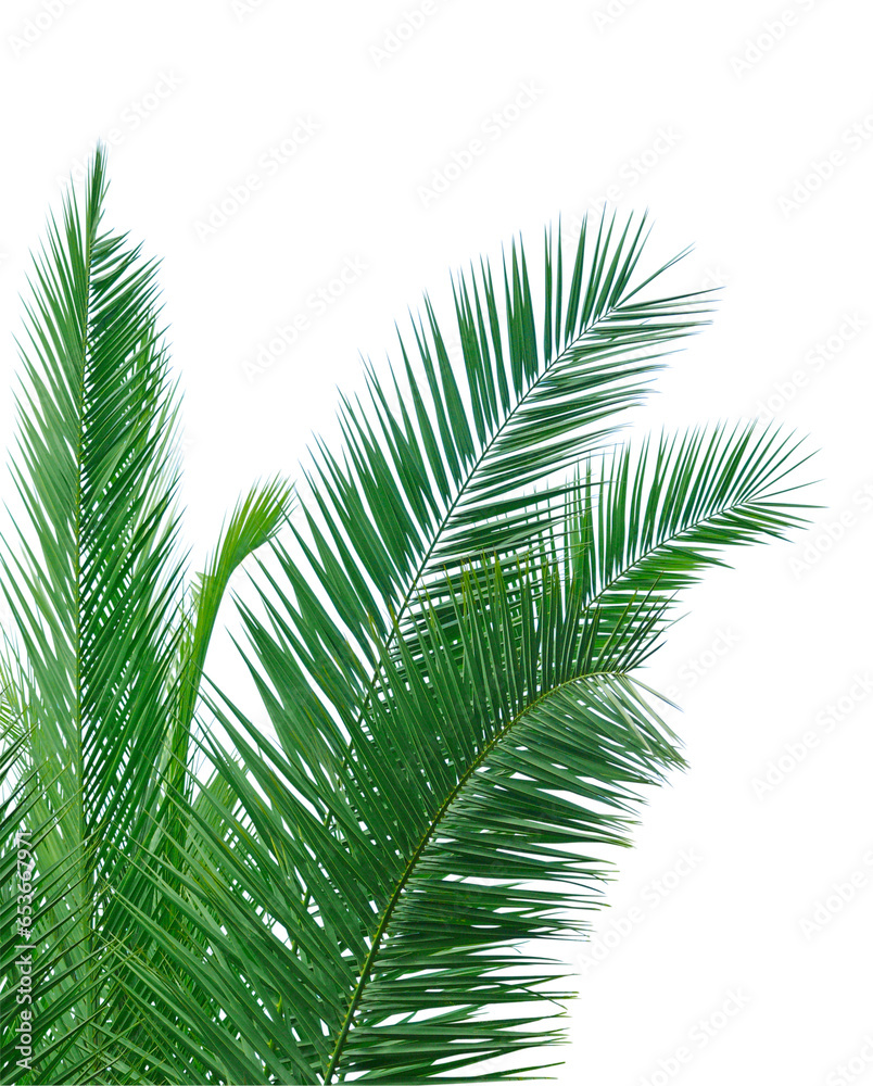 Obraz premium Feuilles de palmier 