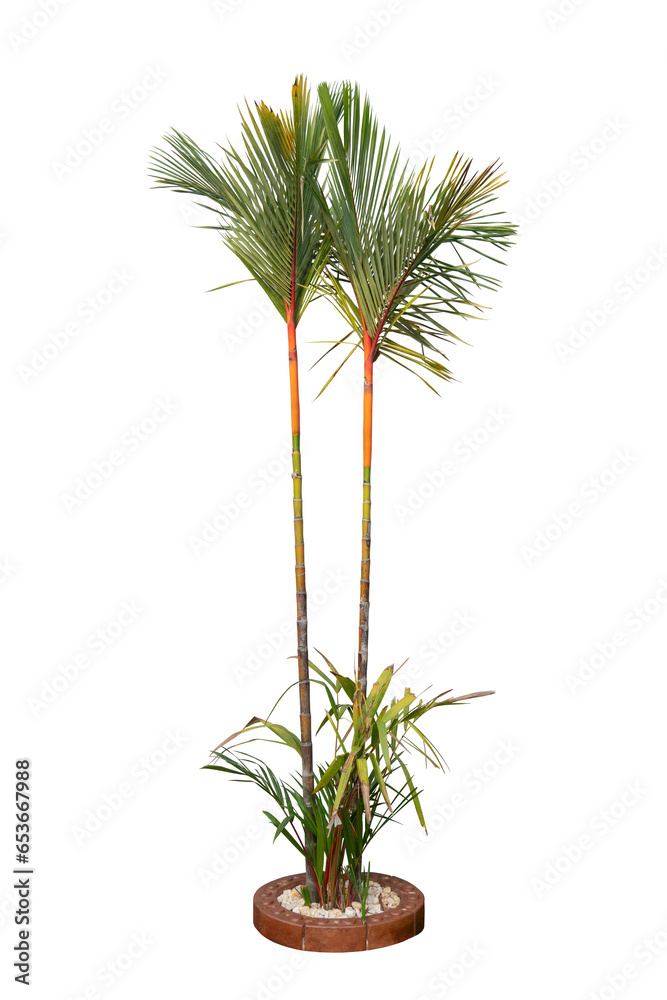 Cyrtostachys renda Blume, Sealing wax palm, lipstick palm, Raja palm or Maharajah Palm growing in the garden isolated on white background included clipping path. Cyrtostachys renda Blume, Sealing wax palm, lipstick palm, Raja palm or Maharajah Palm growing in the garden isolated on white background included clipping path.