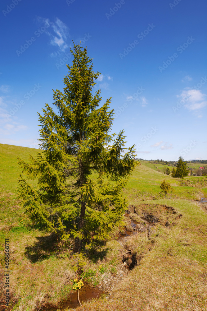 coniferous tree on the hill. green outdoor nature background. spring vacations in carpathian countryside