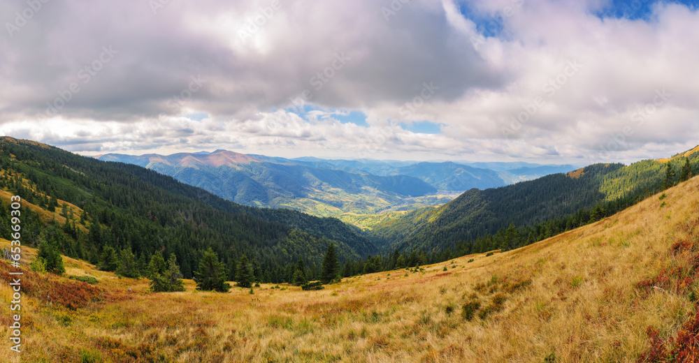 panorama of mountainous landscape in autumn. trees on the grassy hills. beautiful outdoor scenery of carpathian countryside, ukraine