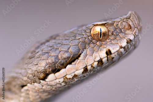 Attentive Iberian vipers snake in nature photo