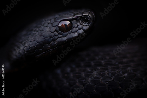 Black Iberian viper with its head raised photo