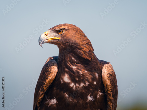 Golden eagle with pointed beak under sky photo