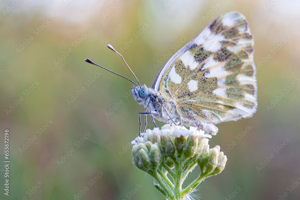Obraz premium Butterfly in drops of dew. Macro photography. Pontia edusa, the eastern Bath white, is a butterfly in the family Pieridae.